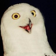 SleepyOwl's avatar